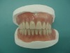 Dental Acrylic Denture