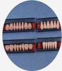 Resin Artifical Tooth