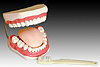 The Health Care of Mouth Cavity (with Tooth Brush)