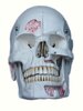 Ten Parts of Realistic Skull Model