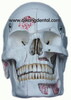 Dental Study Model (QK-J1)