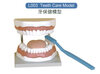 Teeth Care Model (L003)