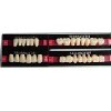 Superhard Two-Story Color Qulity Synthetic Resin Teeth