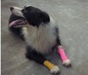 Bandage On Pet