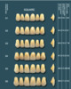 Synthetic Acrylic Resin Teeth