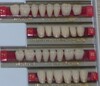 Posterior Teeth