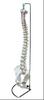 Life-Size Vertebral Column with Pelvis Model