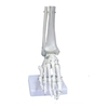 Life-Size Foot Joint Model