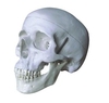 Life-Size Skull Model