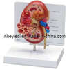 Kidney Model (EYAM-02)