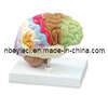 Model of Brain Function (EYAM-09) 
