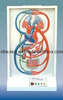 Electric Model of Greater & Lesser Circulation (EYAM-12) 