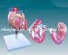 Dissection Model of Heart (EYAM-29) 