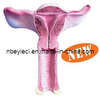 The Dissection Model of Uterus (1 part) (EYAM-21) 