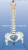 The Model of Occipital Spine, Pelvis, Head of Femur and Spinal Nerves (EYAM-24) 