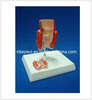 Model of Hemorrhoids (EYAM-11) 