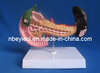 Model of Pancreas (EYAM-22)