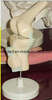 Knee Model (EYAM-10) 