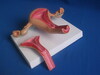 Normal Uterus Model (SMM274)