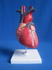 Heart Model (SMD0886)